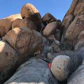 Review photo of Indian Cove Campground — Joshua Tree National Park by Jason H., March 24, 2021