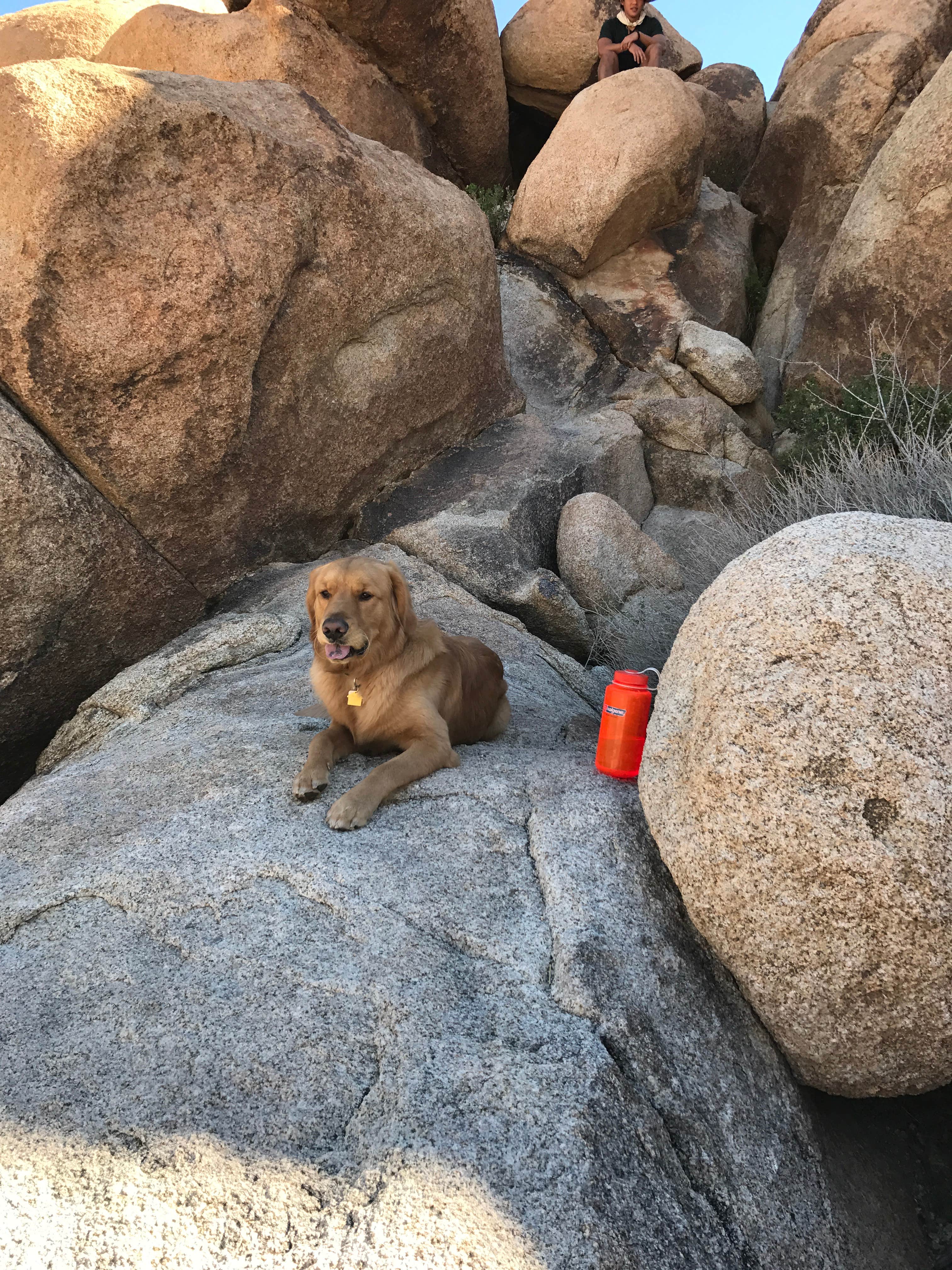 Jason H.'s photo of camping with pets at Indian Cove Campground — Joshua Tree National Park in California