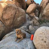 Review photo of Indian Cove Campground — Joshua Tree National Park by Jason H., March 24, 2021