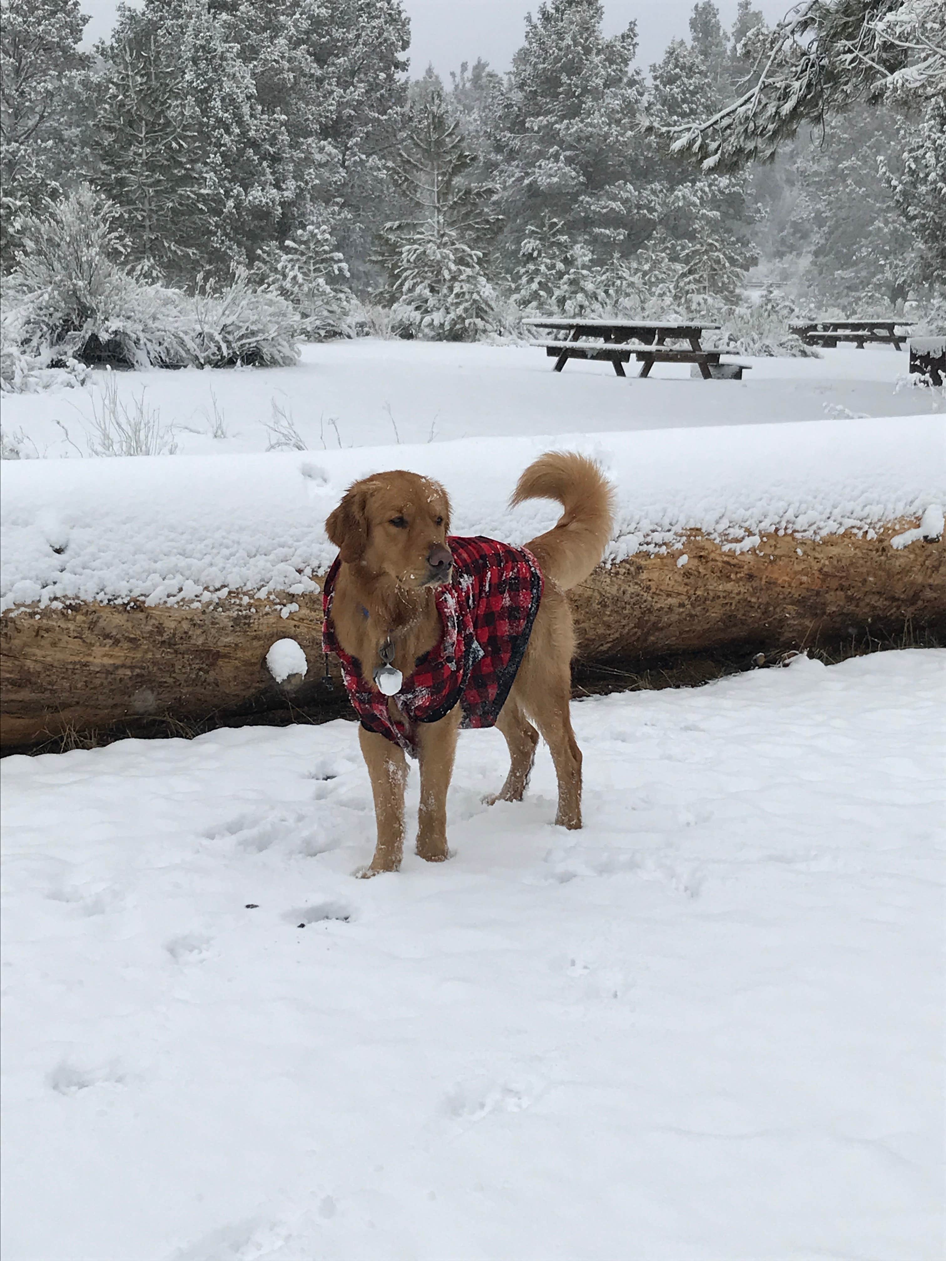 Jason H.'s photo of camping with pets at Serrano near Loma Linda, CA