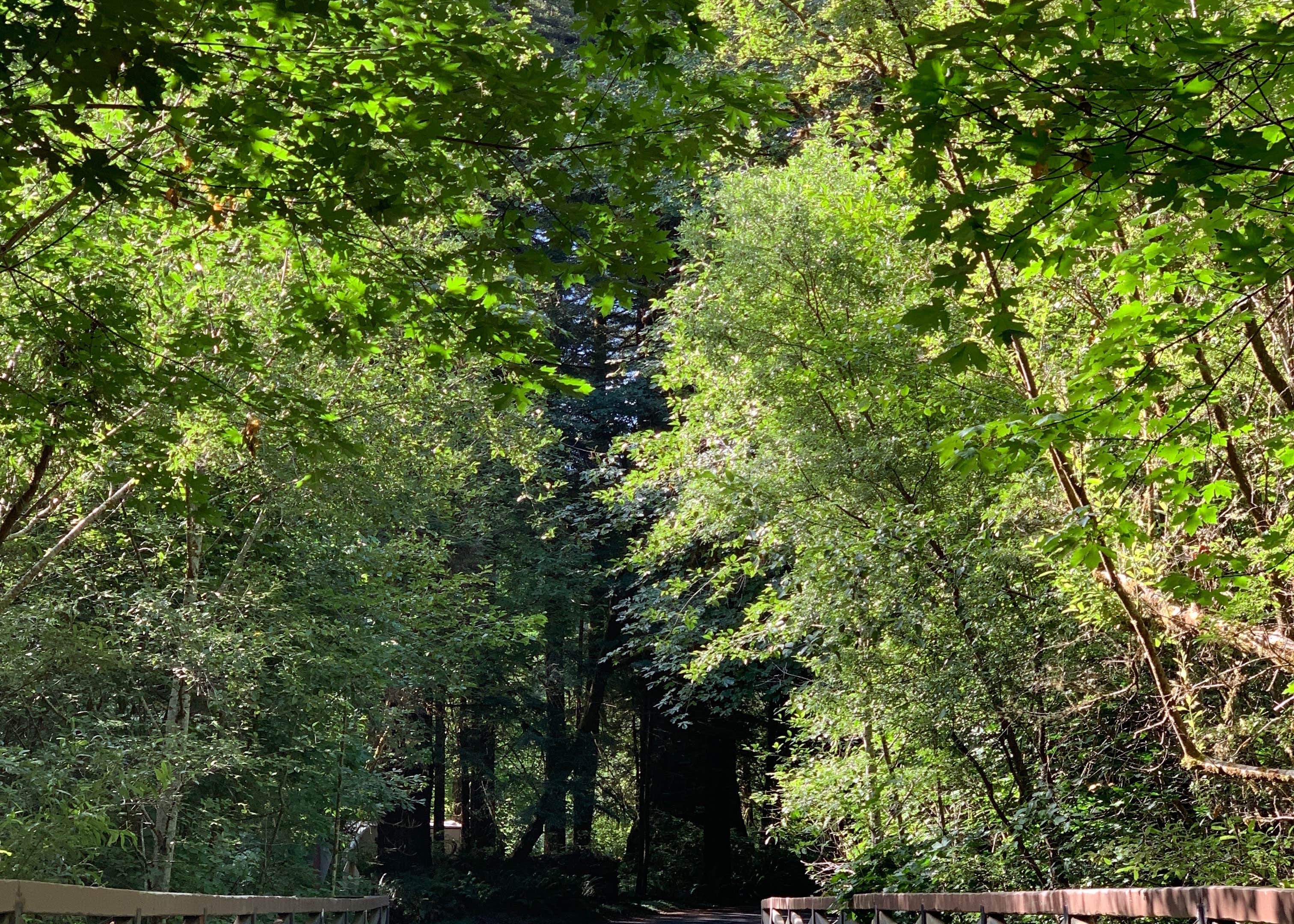 Del Norte Coast Redwoods SP