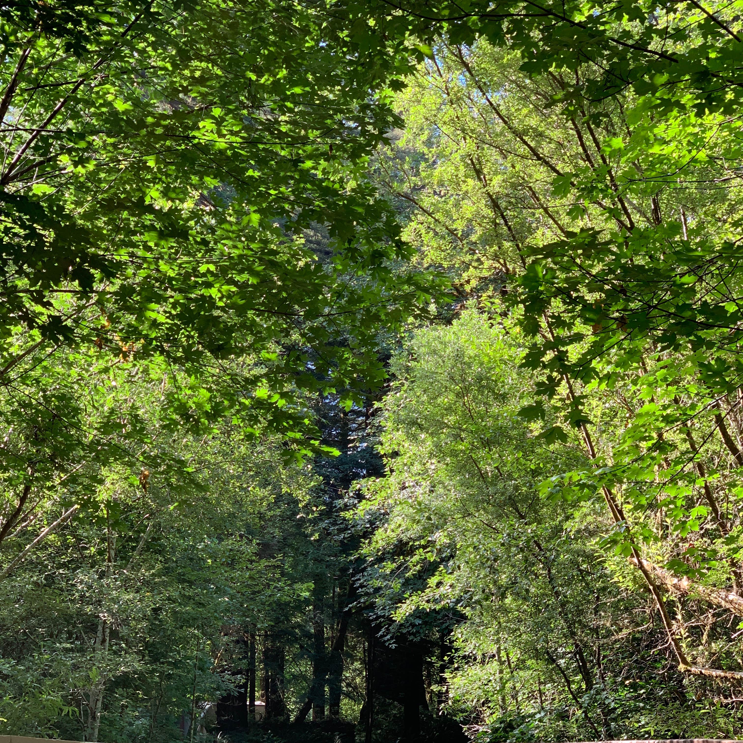 Mill Creek Campground — Del Norte Coast Redwoods State Park