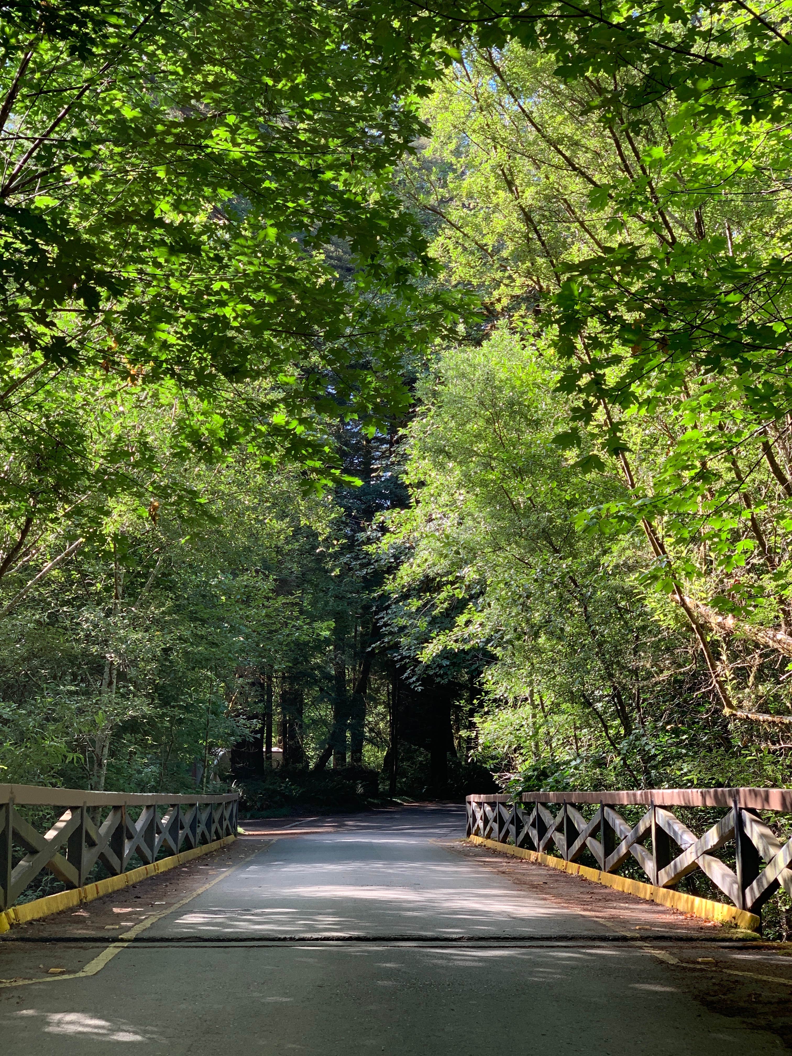 Camper submitted image from Mill Creek Campground — Del Norte Coast Redwoods State Park - 1