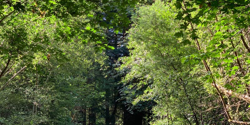 Camper submitted image from Mill Creek Campground — Del Norte Coast Redwoods State Park
