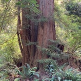 Review photo of Mill Creek Campground — Del Norte Coast Redwoods State Park by Jason H., March 24, 2021