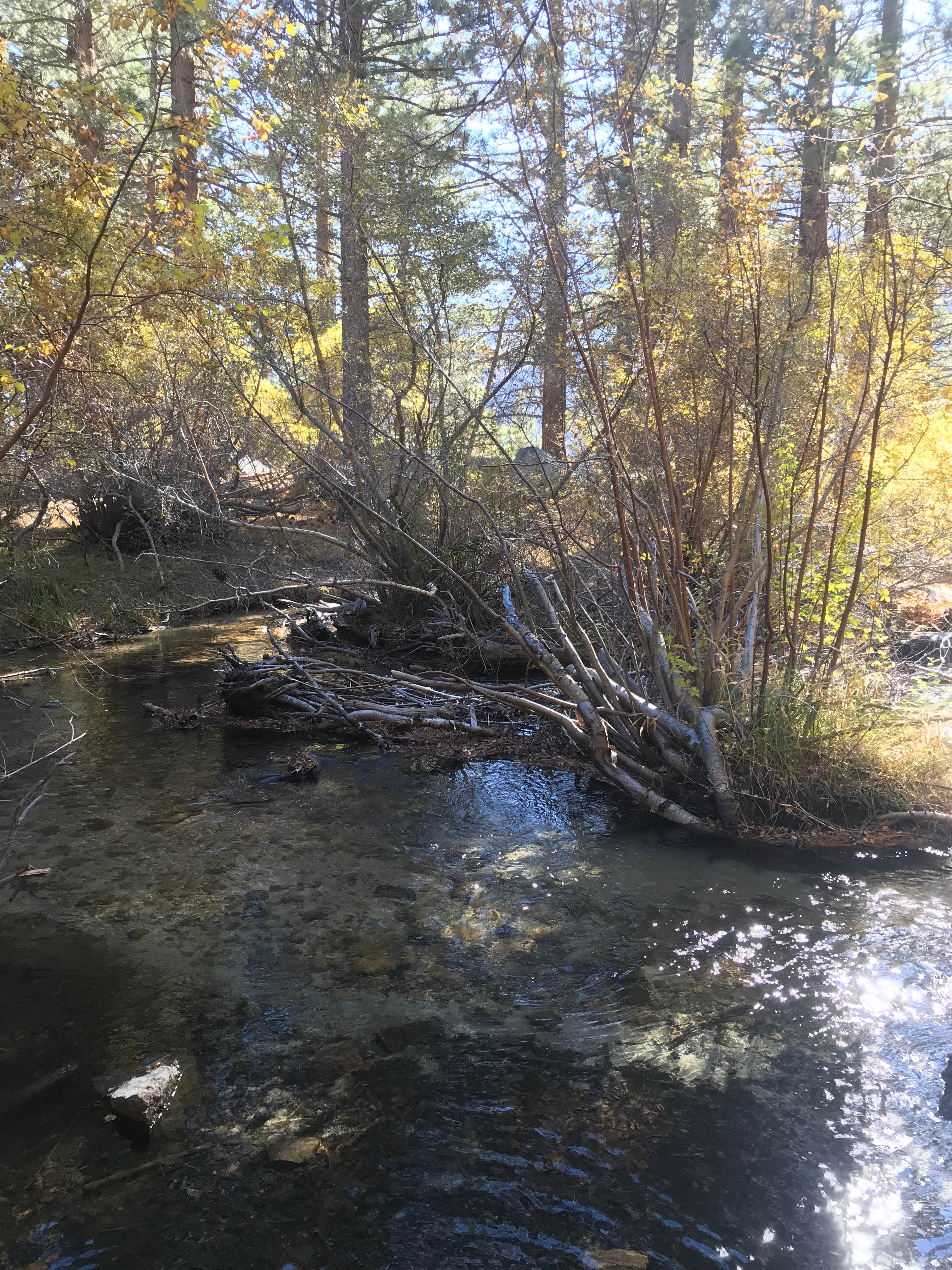 Big Pine Creek Campground The Dyrt