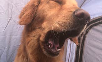 Jason H.'s photo of camping with pets at Glacier View Campground near Bishop, CA