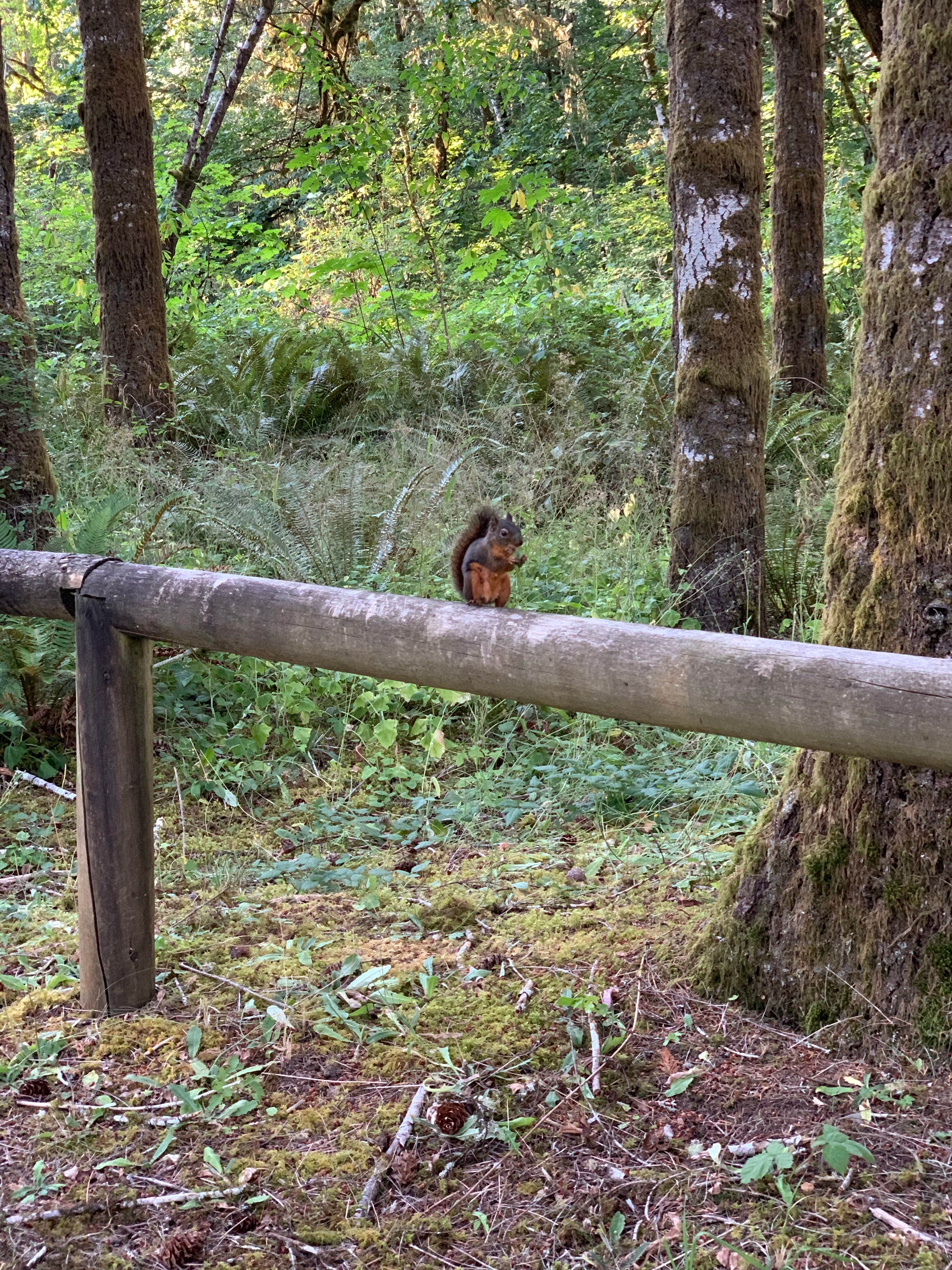 Camper-submitted photo at Schafer State Park Campground near Matlock, WA