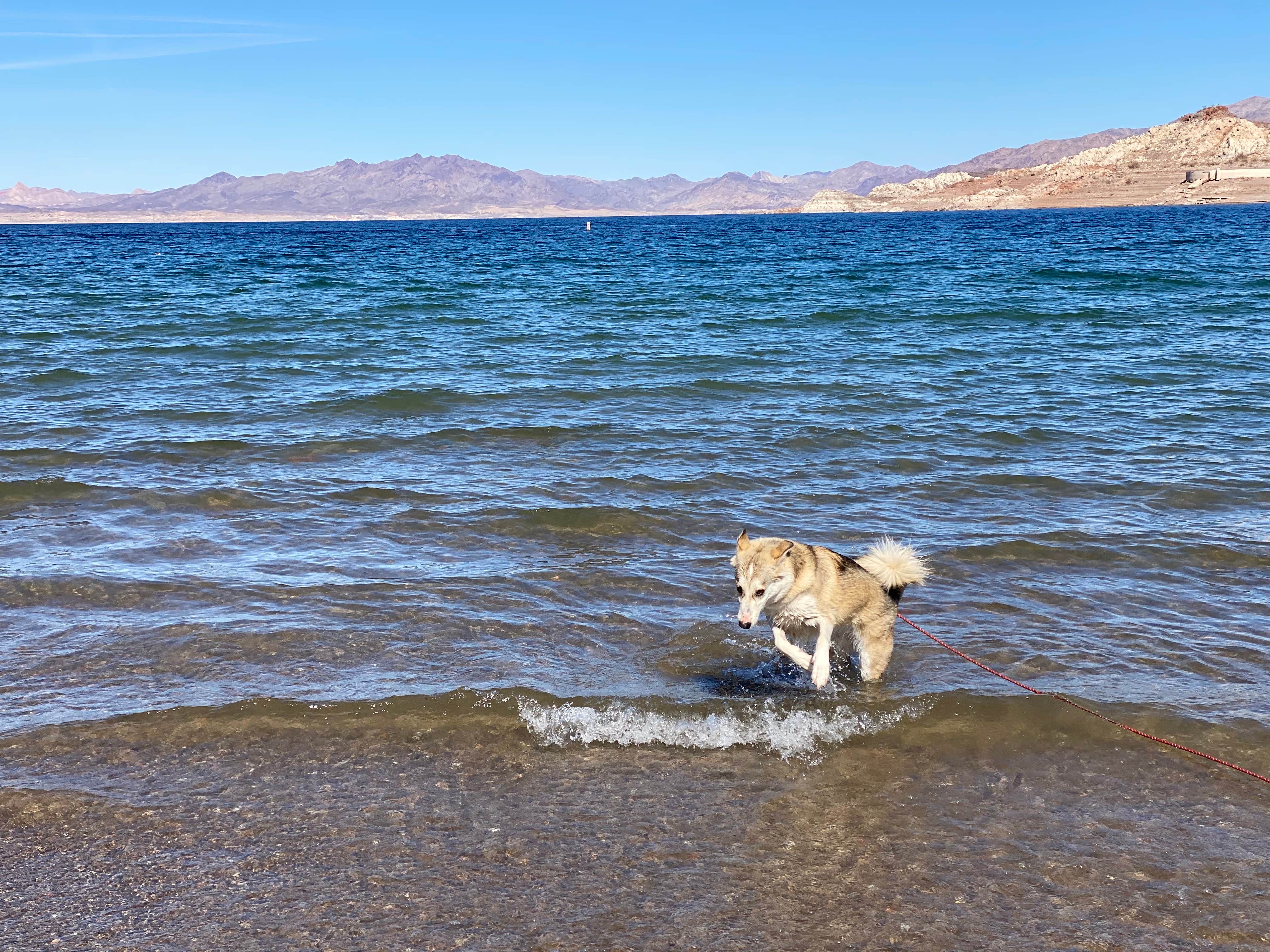 Dilsah T.'s photo of camping with pets at Callville Bay Campground — Lake Mead National Recreation Area near Henderson, NV