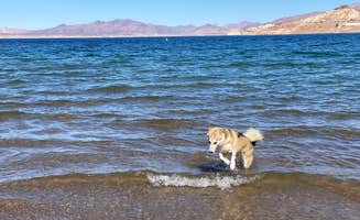 Dilsah T.'s photo of camping with pets at Callville Bay Campground — Lake Mead National Recreation Area near Overton, NV