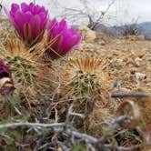 Review photo of Roosevelt Lake - Schoolhouse Campground by Joe L., March 25, 2021