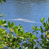 Review photo of Monument Lake Campground — Big Cypress National Preserve by Deborah C., March 25, 2021