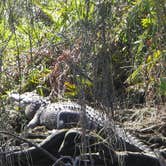 Review photo of Koreshan State Park Campground by Dave V., September 9, 2016