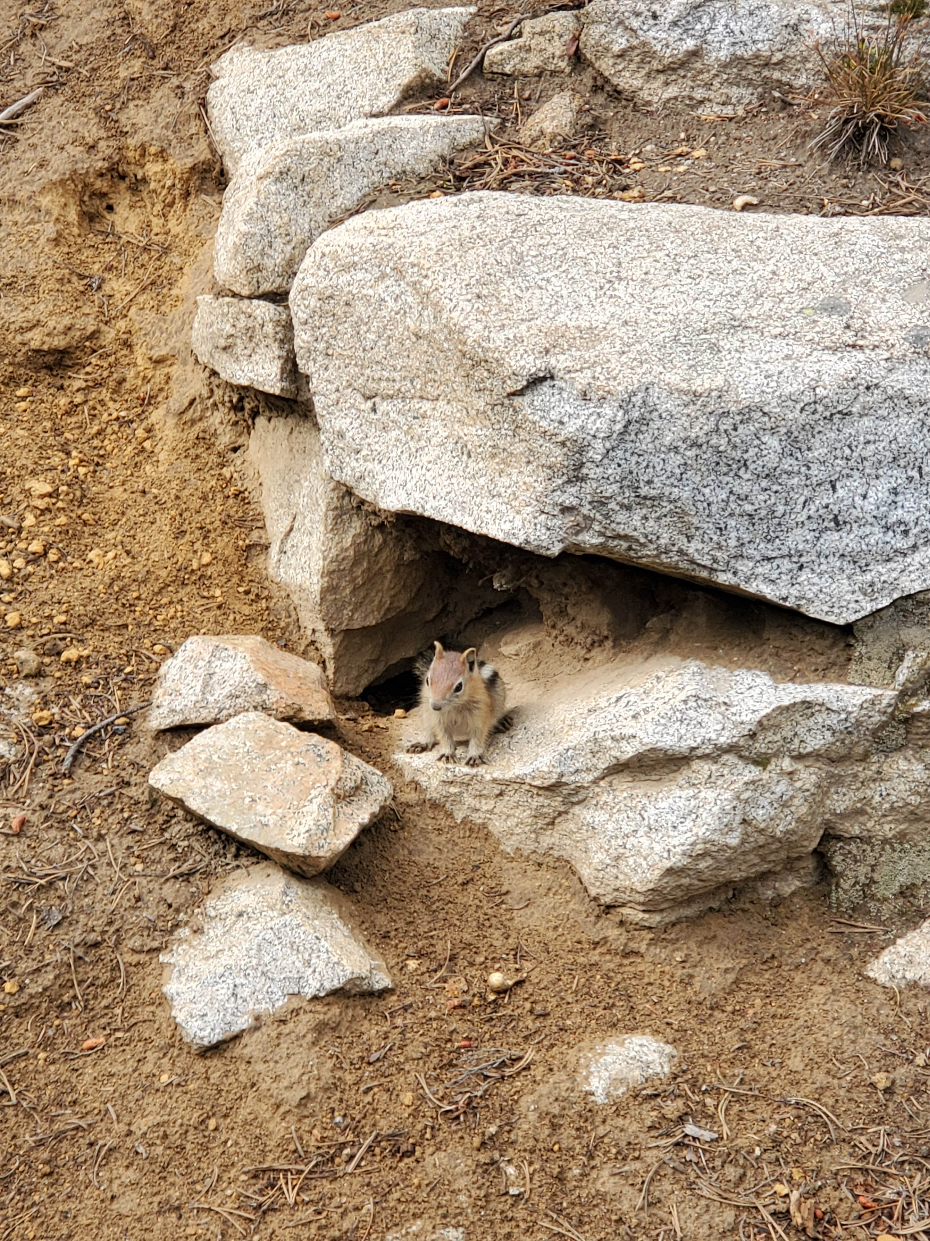 Raphaela H.'s photo of camping with pets at Anthony Lakes Mountain Resort Campground near Baker City, OR