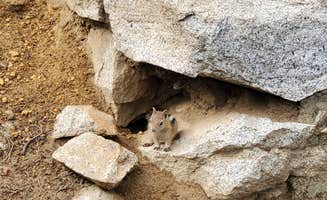 Raphaela H.'s photo of camping with pets at Anthony Lakes Mountain Resort Campground near La Grande, OR