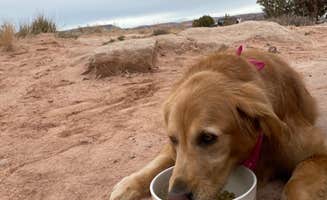Annika B.'s photo of camping with pets at Willow Springs Trail near Arches National Park