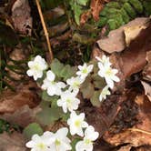 Review photo of Talladega National Forest Lake Chinnabee Recreation Area by Asher K., May 31, 2018