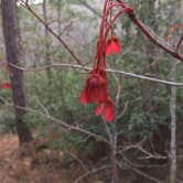 Review photo of Talladega National Forest Lake Chinnabee Recreation Area by Asher K., May 31, 2018