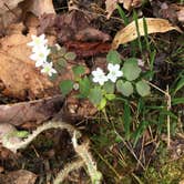 Review photo of Talladega National Forest Lake Chinnabee Recreation Area by Asher K., May 31, 2018