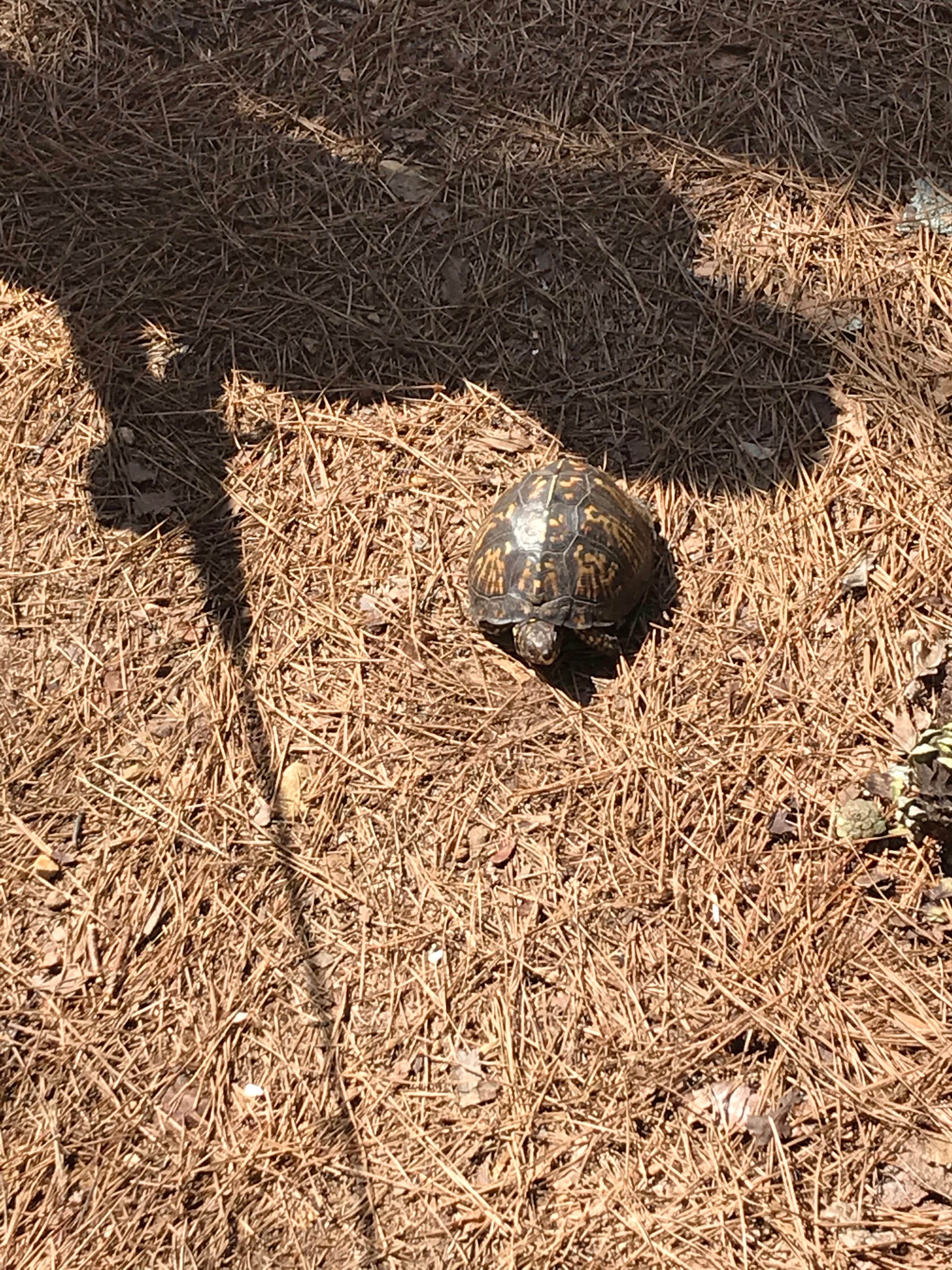 Camping near John's Mountain WMA: James H 'Sloppy' Floyd State Park Campground, Summerville, Georgia