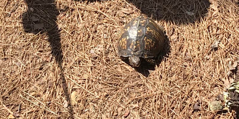 Camper submitted image from James H 'Sloppy' Floyd State Park Campground