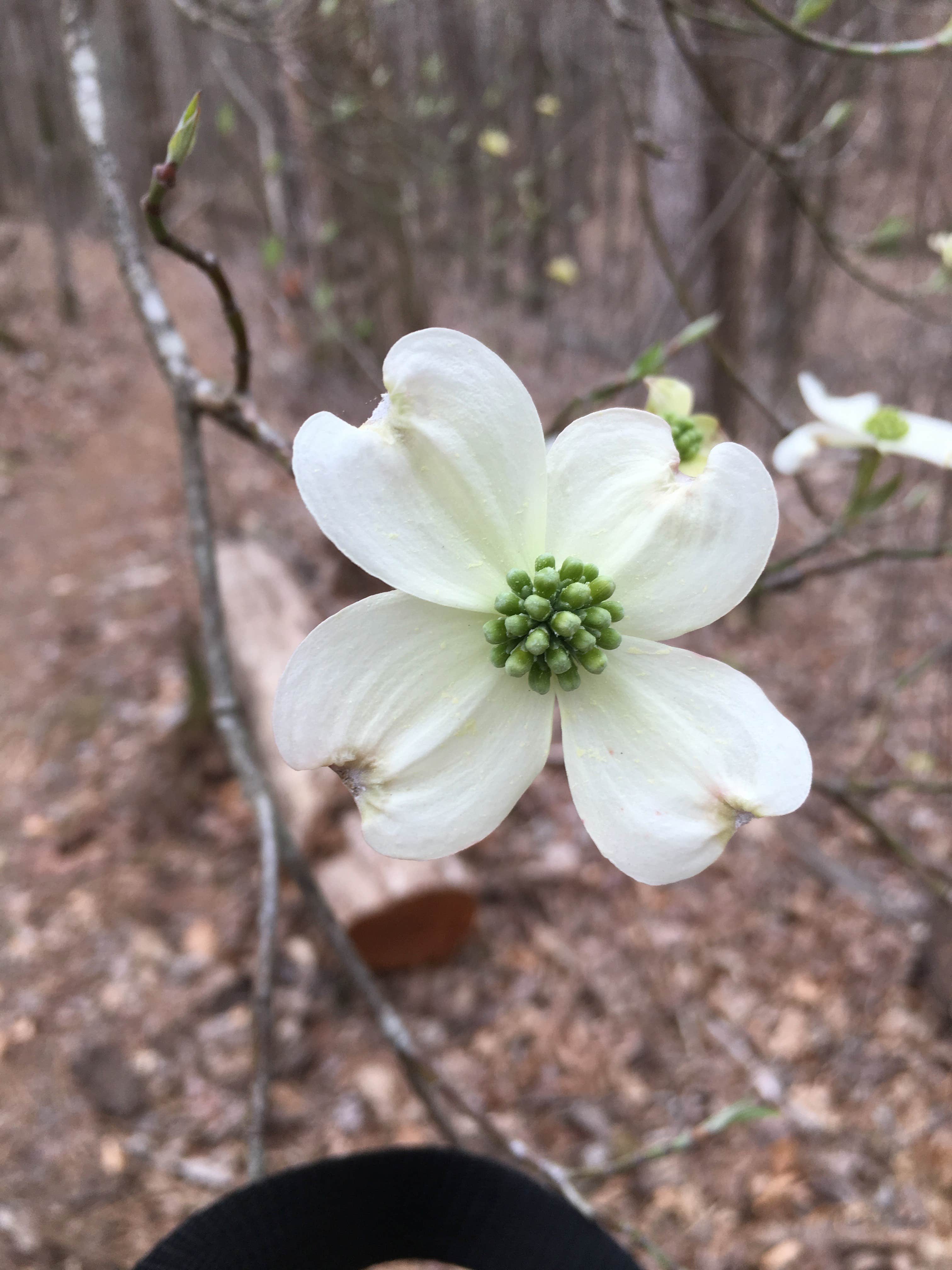 Camper-submitted photo at Talladega National Forest Lake Chinnabee Recreation Area near Lineville, AL