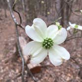 Review photo of Talladega National Forest Lake Chinnabee Recreation Area by Asher K., May 31, 2018