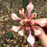 Review photo of Talladega National Forest Lake Chinnabee Recreation Area by Asher K., May 31, 2018