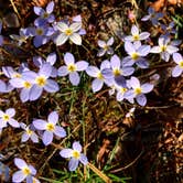 Review photo of Talladega National Forest Lake Chinnabee Recreation Area by Asher K., May 31, 2018