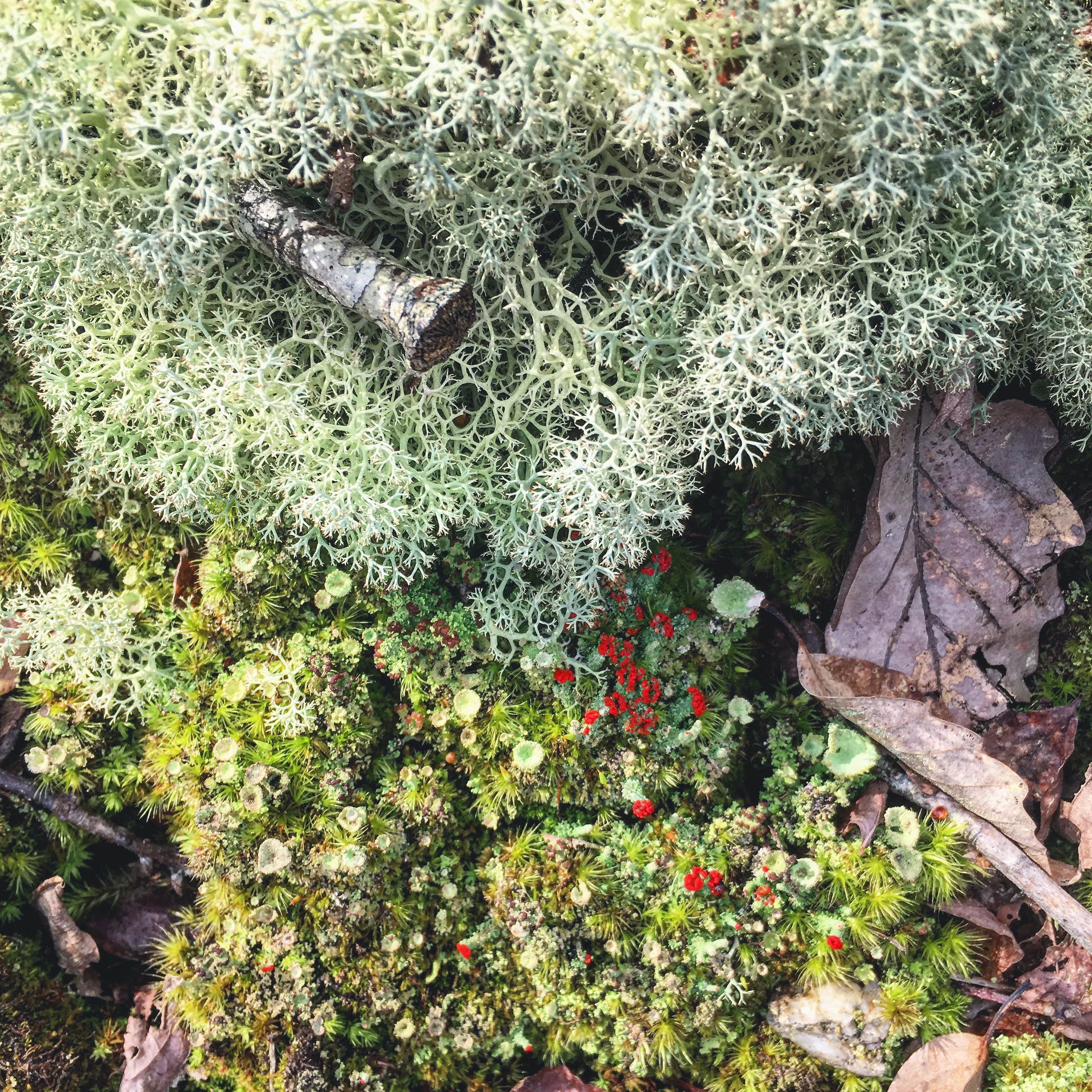 Camper-submitted photo at Talladega National Forest Lake Chinnabee Recreation Area near Lineville, AL