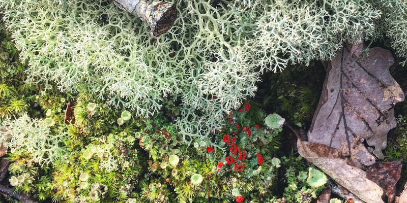 Camper submitted image from Talladega National Forest Lake Chinnabee Recreation Area