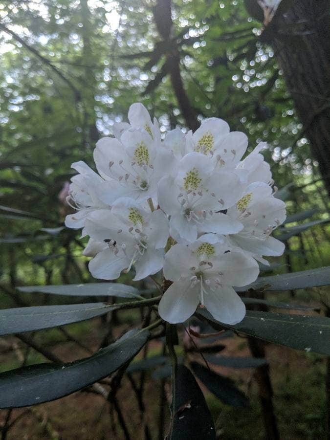 Camper-submitted photo at Julian Price Park Campground — Blue Ridge Parkway near Connelly Springs, NC