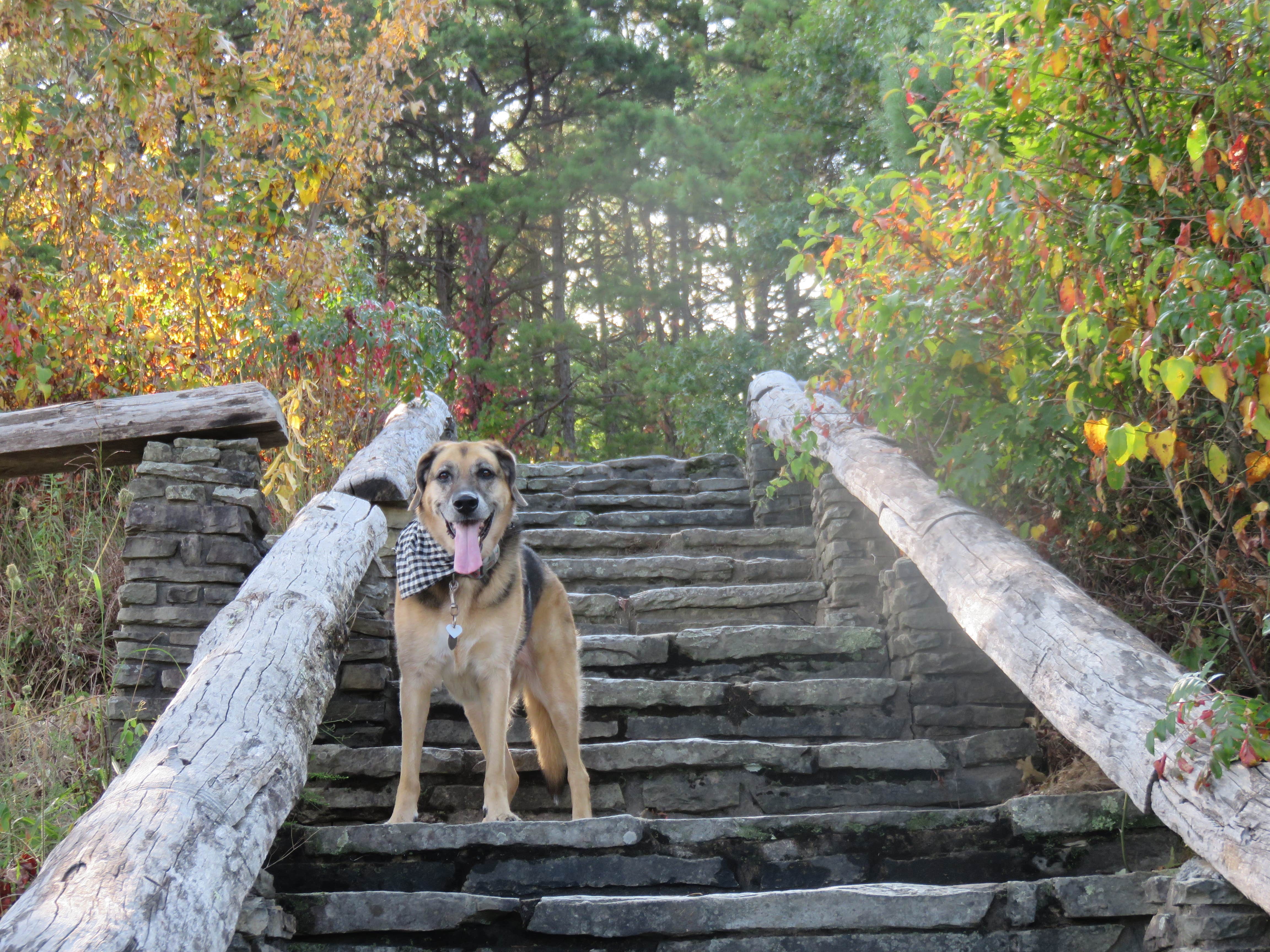 Jolie L.'s photo of camping with pets at Linville Falls Campground — Blue Ridge Parkway near Blowing Rock, NC