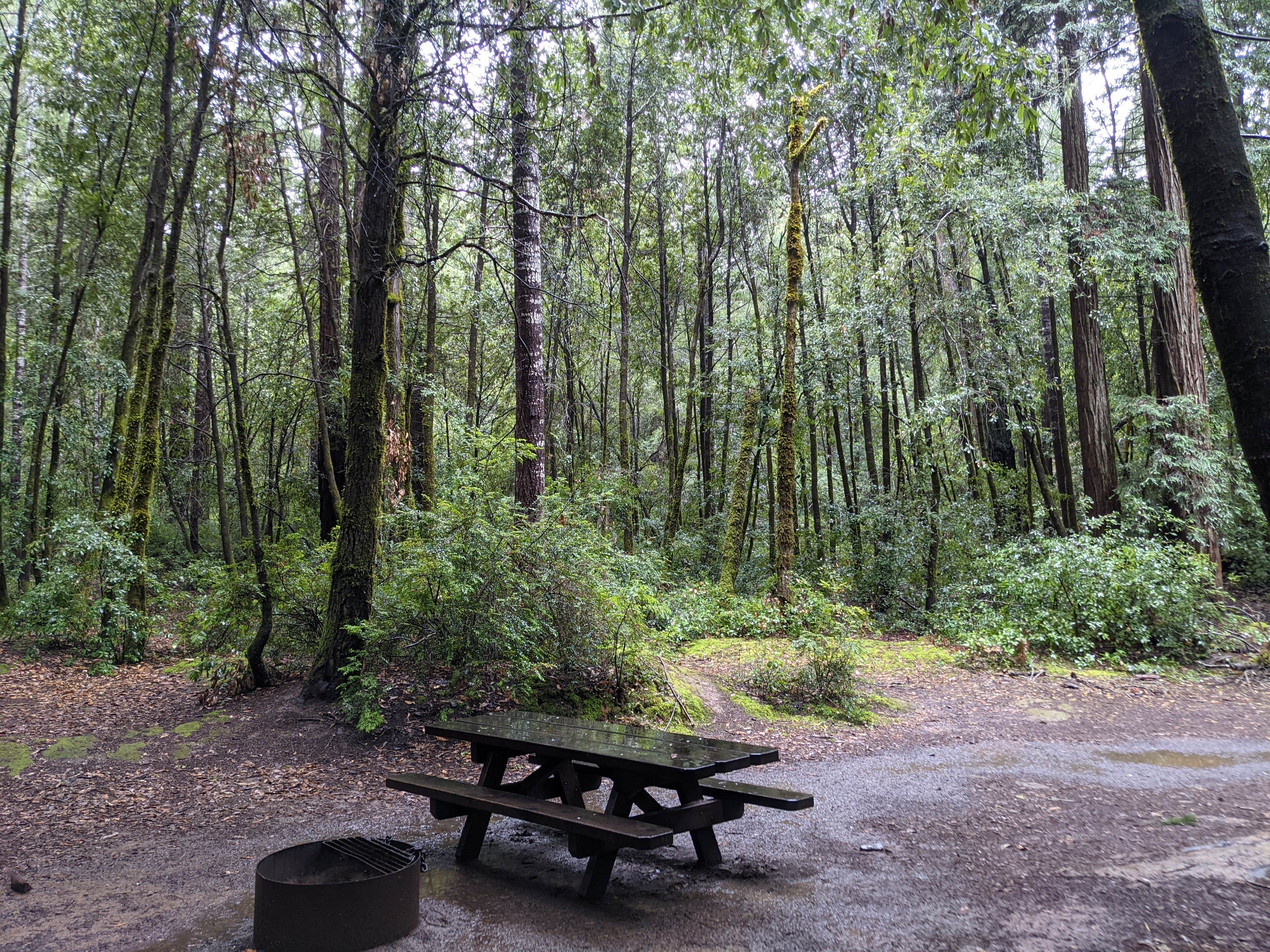 Camper submitted image from Hendy Woods State Park Campground - 1
