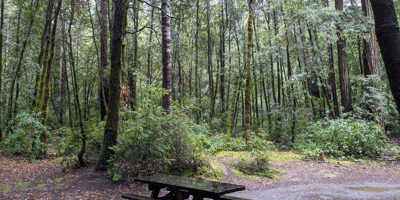 Camper submitted image from Hendy Woods State Park Campground