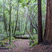 Review photo of Hendy Woods State Park Campground by Adam B., March 26, 2021