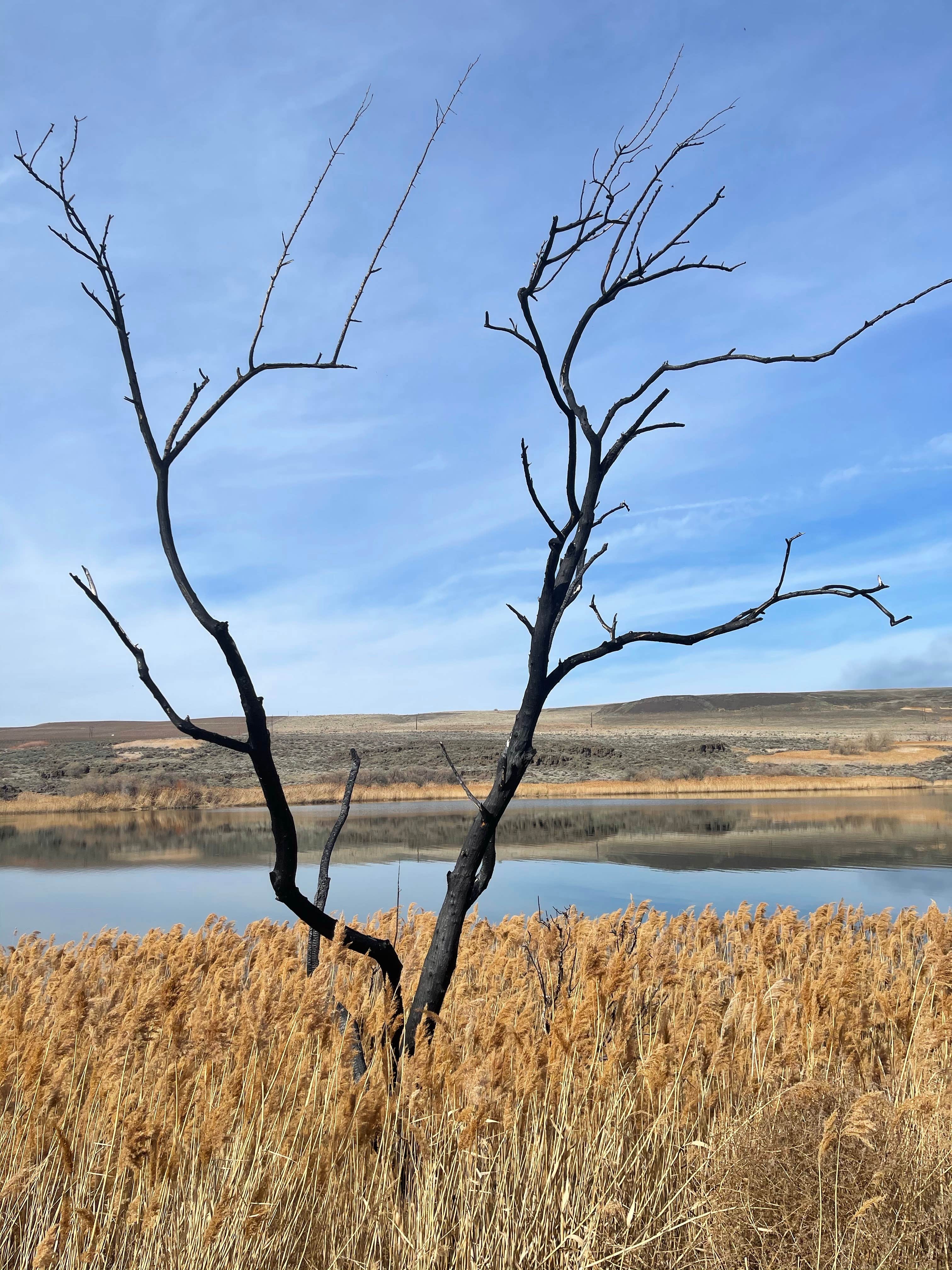 Camper-submitted photo at Nunnally Lake near Prosser, WA