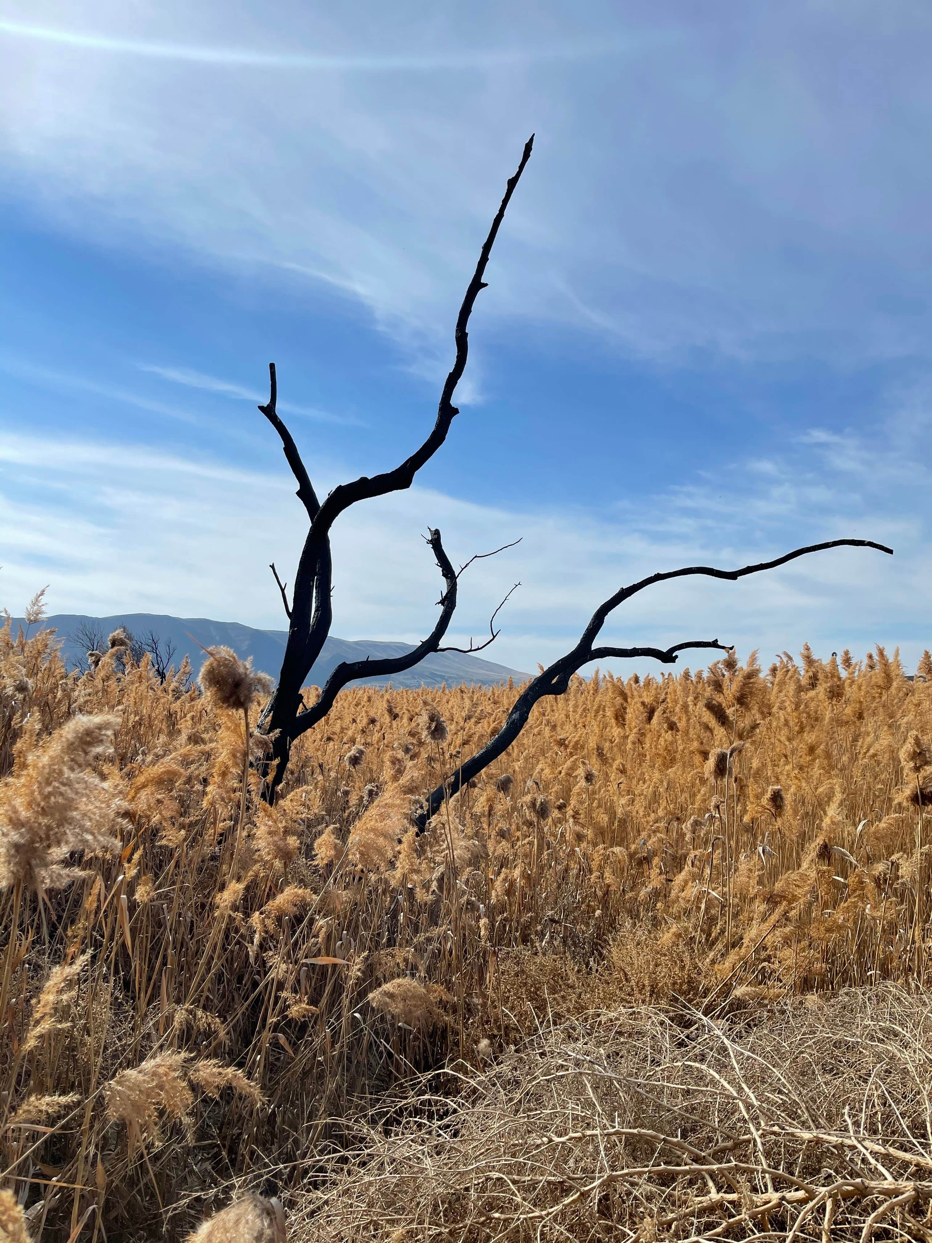 Camper-submitted photo at Nunnally Lake near Prosser, WA