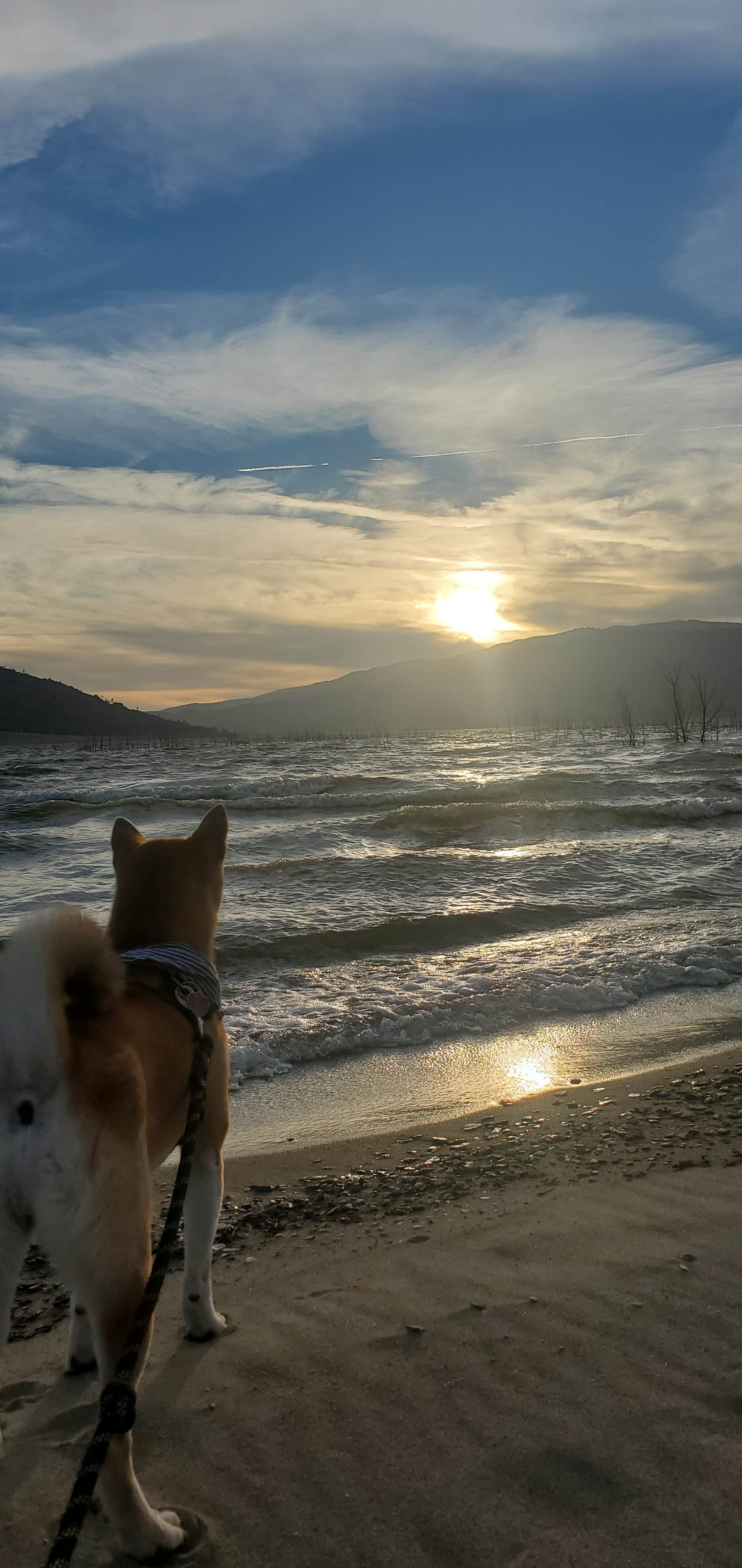 Izzy Y.'s photo of camping with pets at Stine Cove Recreation Site near Ridgecrest, CA
