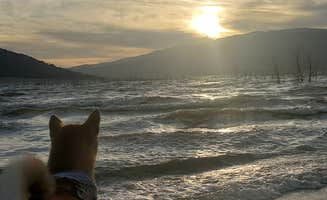 Izzy Y.'s photo of camping with pets at Stine Cove Recreation Site near Wofford Heights, CA