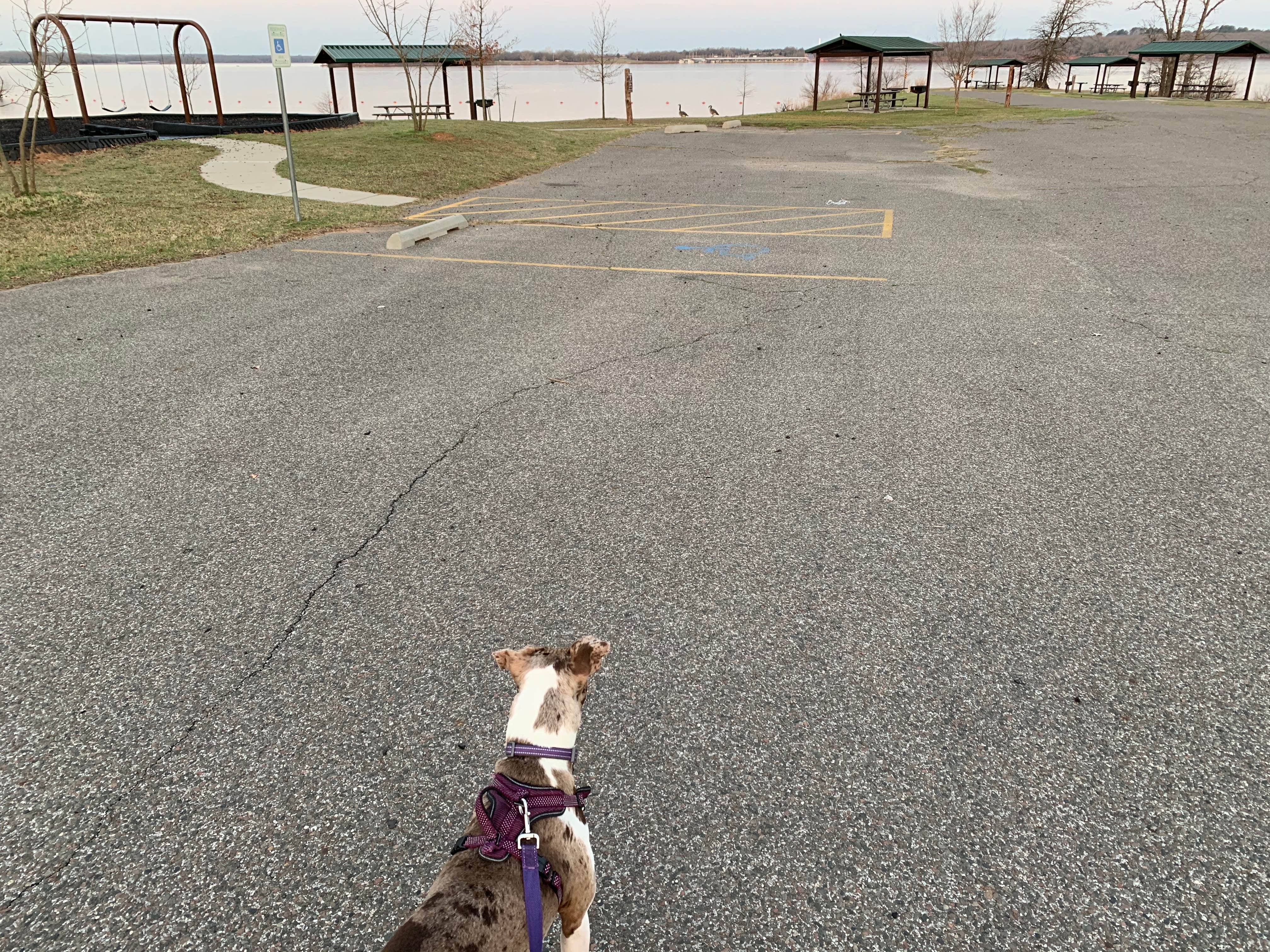 Aaron A.'s photo of camping with pets at Little Axe — Lake Thunderbird State Park near Choctaw, OK