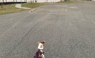 Aaron A.'s photo of camping with pets at Little Axe — Lake Thunderbird State Park near Oklahoma City, OK