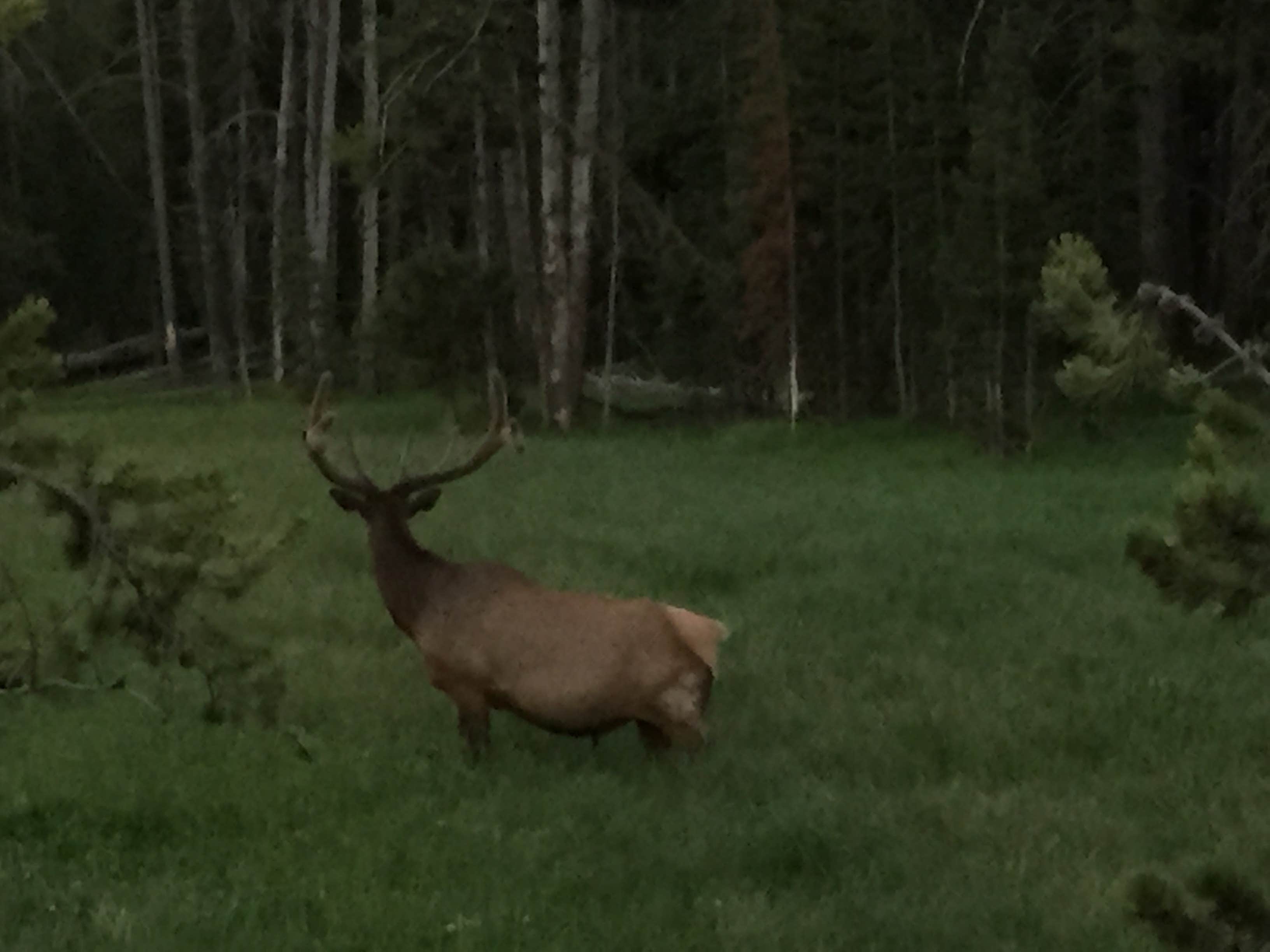 Camper submitted image from Bridge Bay Campground — Yellowstone National Park - 4