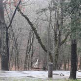 Review photo of Devil's Den State Park Campground by Steve S., March 28, 2021