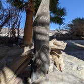 Review photo of Saline Valley Primitive Campground — Death Valley National Park by Meghan , March 28, 2021