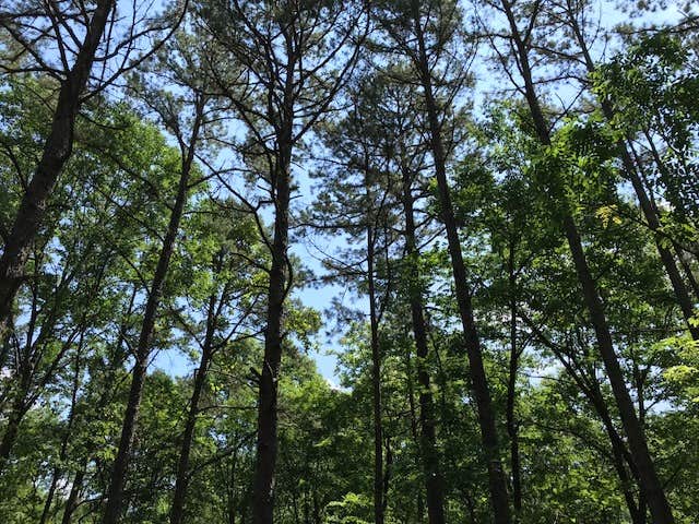 Camper-submitted photo at Johnson Creek near Perryville, MO