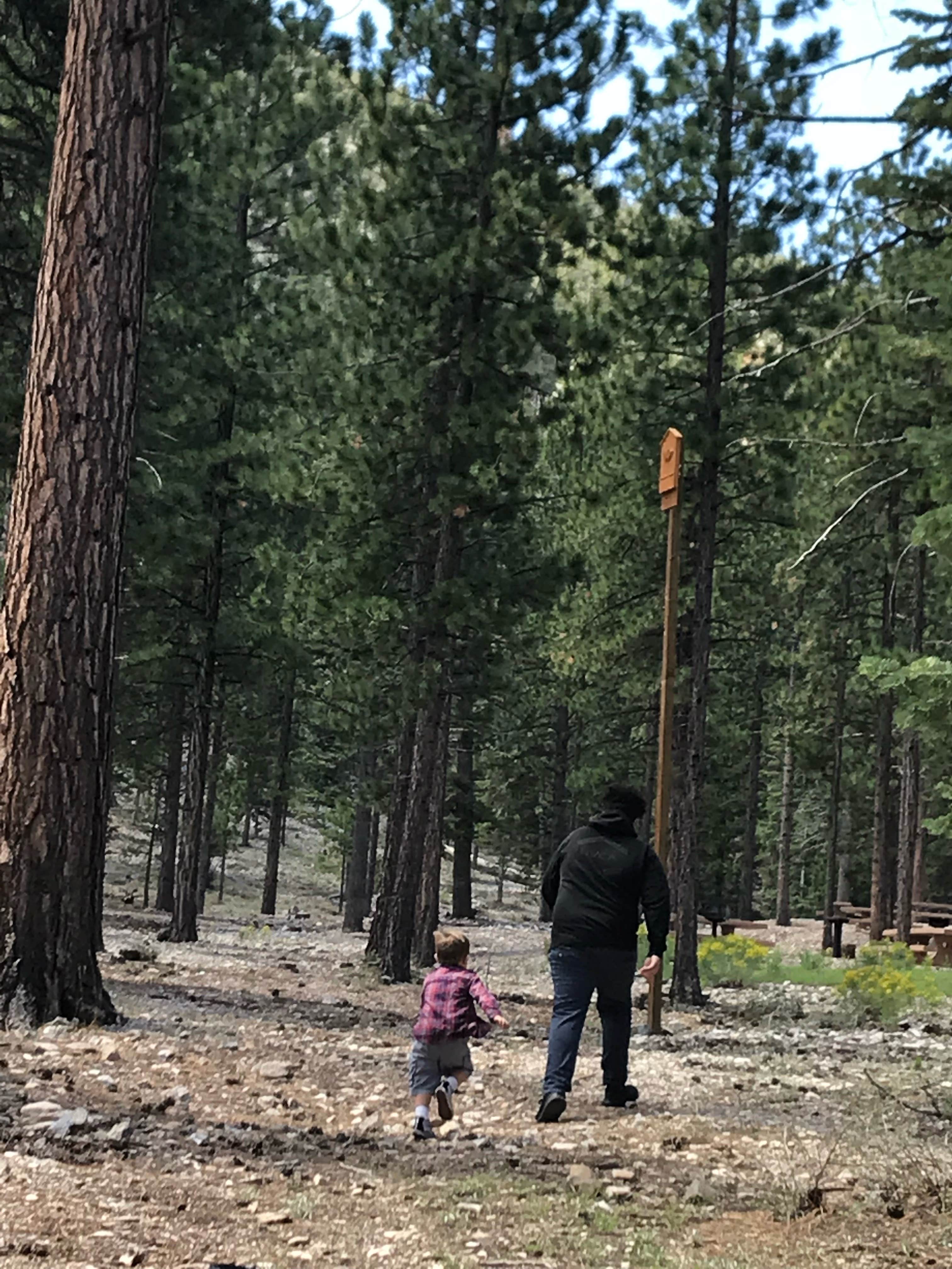 Camper submitted image from Toiyabe National Forest Old Mill Campground - 3