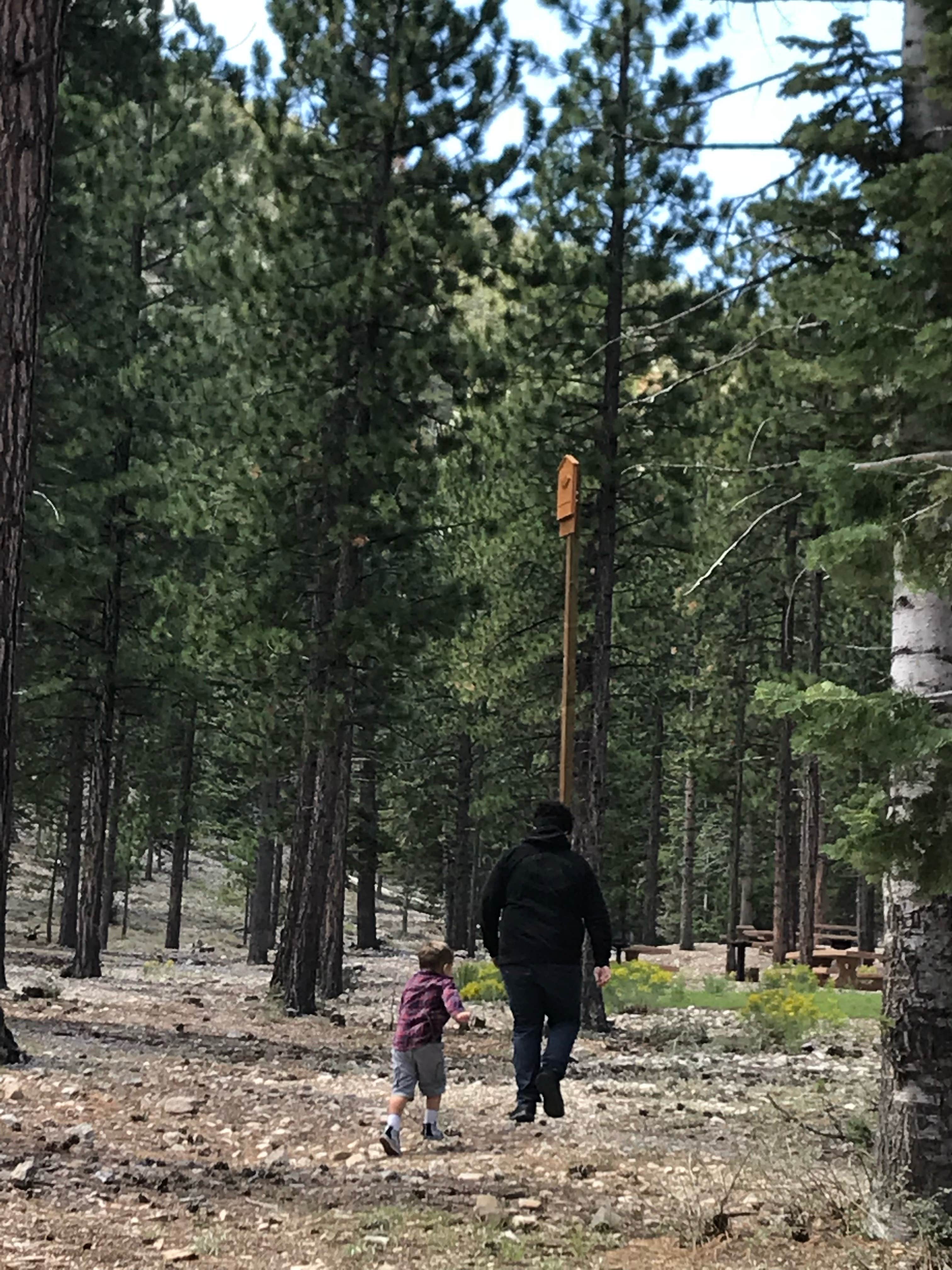 Camper submitted image from Toiyabe National Forest Old Mill Campground - 5