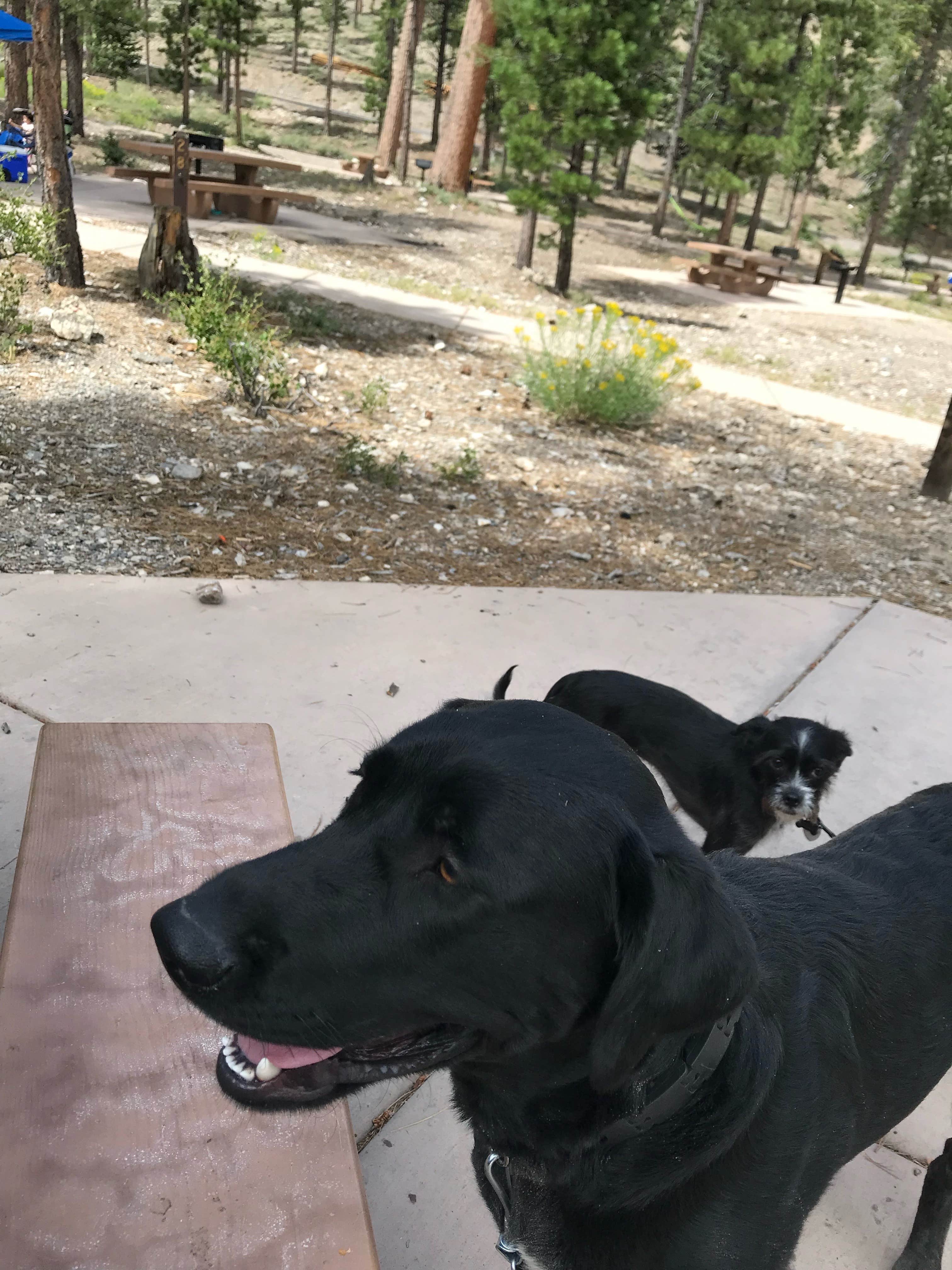 Brittney  C.'s photo of camping with pets at Toiyabe National Forest Old Mill Campground near Mount Charleston, NV