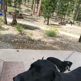 Review photo of Toiyabe National Forest Old Mill Campground by Brittney  C., March 28, 2021